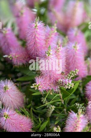 Fleurs roses des Echium nervosum Une bonne plante pour attirer les abeilles et les papillons dans le jardin. Banque D'Images