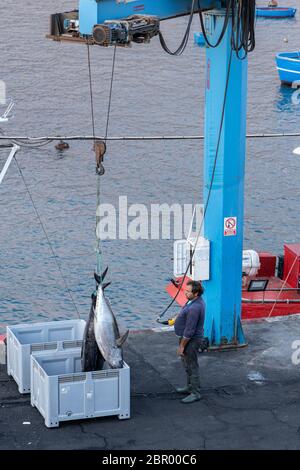 Déchargement de gros thon à nageoires jaunes du bateau par grue dans des boîtes pour les amener au marché au quai de Playa San Juan, Tenerife, Iles Canaries, SPAI Banque D'Images