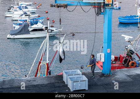 Déchargement de gros thon à nageoires jaunes du bateau par grue dans des boîtes pour les amener au marché au quai de Playa San Juan, Tenerife, Iles Canaries, SPAI Banque D'Images