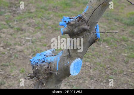 Pommiers dans le jardin, l'élagage des pommiers, la protection des branches coupées avec revêtement de peinture. Banque D'Images