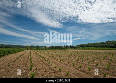 Des rangées de jeunes vignes qui poussent dans un vignoble en dehors de Cairanne dans le Vaucluse, en France Banque D'Images