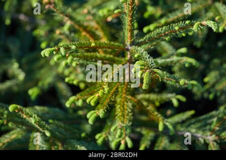Les bourgeons vert frais sur un pin Banque D'Images
