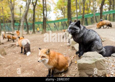 Red Fox debout sur rock Banque D'Images