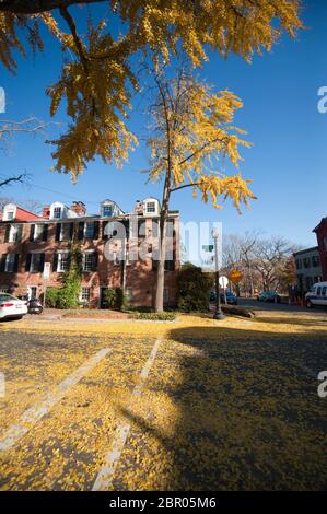 Les feuilles de ginko couvrent une route à l'automne dans le quartier historique de Georgetown, Washington DC, USA Banque D'Images