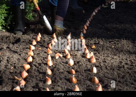 Planter des bulbes de fleurs en travailleurs town park Banque D'Images