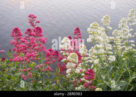 Couleur rouge et blanc de la Valerian (ruber Centranthus et Albus) Banque D'Images