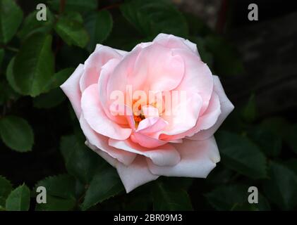 Une fleur unique d'une rose rose dans une bordure d'un jardin anglais. Banque D'Images