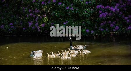 Hertfordshire, Royaume-Uni. 20 mai 2020. Malchanceux pour certains, une paire d'oies du Canada avec treize oisons nageant dans le lac au parc Potters Bar, dans le Hertfordshire. David Rowe/Alay Live News Banque D'Images