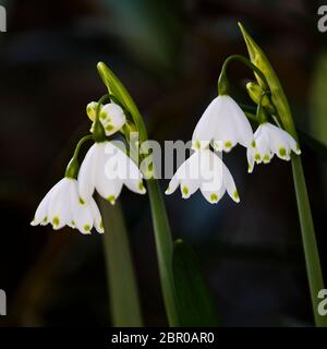 Deux fleurs de la tasse de mars blanc-vert avec beaucoup de fleurs Banque D'Images