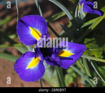 Un Iris bleu vue d'en haut, à la frontière d'un jardin anglais. Banque D'Images