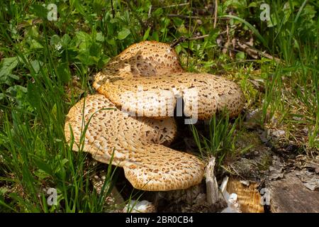 Gros plan d'un champignon basidiomycète, également appelé Polyporus squamosus, selle de Dryad, champignon du dos de Pheasant ou Schuppiger Stielporling Banque D'Images