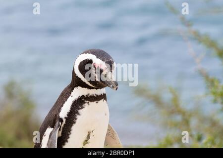 Serin cini de Caleta Valdes colonie de pingouins, Patagonie, Argentine. La faune de l'Argentine Banque D'Images