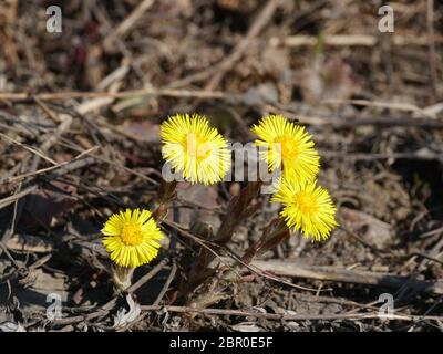 Premier Printemps fleurs jaune coltsfoot Banque D'Images