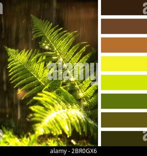 Les frondes d'une fougère en plein soleil avec la pluie d'été. Dans une palette de couleurs avec des nuances de couleurs gratuites. Banque D'Images