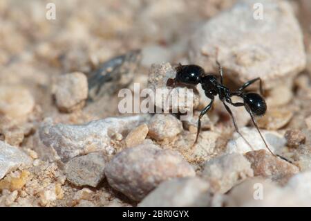 Moissonneuse ant Messor barbare. Réserve naturelle de Gallocanta Lagoon. Aragon. Espagne. Banque D'Images