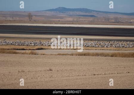 Grues communes (Grus grus). Lagon de Gallocanta. Aragon. Espagne. Banque D'Images