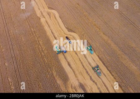 Krasnodar, Russie - le 22 juillet 2017 : La récolte du blé l'ensileuse. Les machines agricoles du grain de la récolte sur le terrain. Les machines agricoles en exploitation. Banque D'Images
