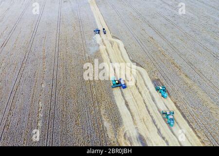 Krasnodar, Russie - le 22 juillet 2017 : La récolte du blé l'ensileuse. Les machines agricoles du grain de la récolte sur le terrain. Les machines agricoles en exploitation. Banque D'Images