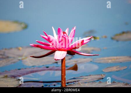 Un nénuphar rose plein de fleurs Banque D'Images
