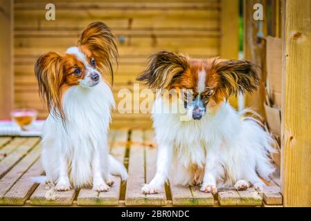 Portrait de plein air d'un papillon chiens purebreed Banque D'Images