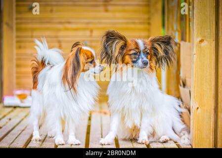 Portrait de plein air d'un papillon chiens purebreed Banque D'Images