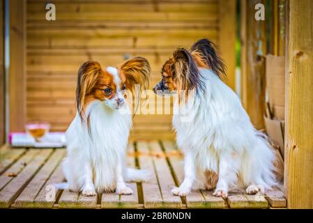 Portrait de plein air d'un papillon chiens purebreed Banque D'Images