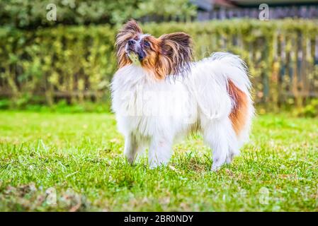 Portrait d'un papillon purebreed chien assis sur l'herbe Banque D'Images