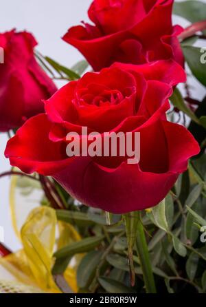 Bouquet de roses rouge foncé Floraison Banque D'Images