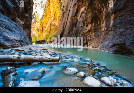 Sion avec étroite rivière vergin dans Zion National Park, Utah, USA. Banque D'Images