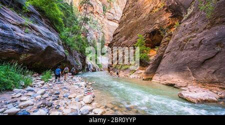 Sion avec étroite rivière vergin dans Zion National Park, Utah, USA. Banque D'Images