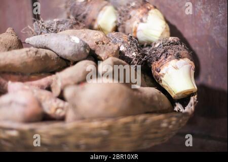 Taro tubercules en vente sur un marché. Siem Reap, Cambodge, Asie du Sud-est Banque D'Images