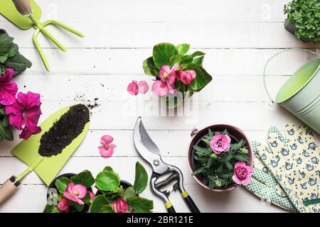 Jardin avec péages et fleurs sur table en bois blanc. Le printemps dans le concept de jardin. Vue de dessus, placer pour le texte. Banque D'Images