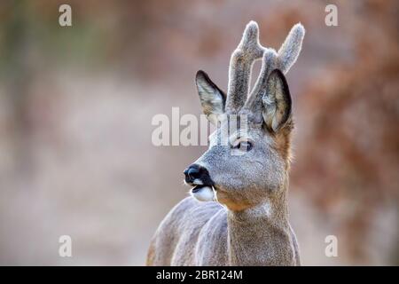 Close-up de Chevreuil, Capreolus capreolus, buck avec bois de plus en plus couverts en velours à côté de mastication. Banque D'Images