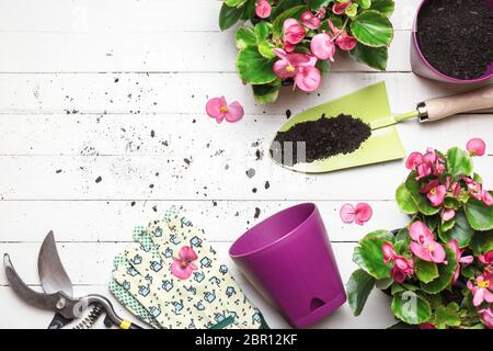 Jardin avec péages et fleurs sur table en bois blanc. Le printemps dans le concept de jardin. Vue de dessus, placer pour le texte. Banque D'Images