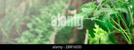 Des plants de tomates, du gruwth, des tomates vertes biologiques poussent en serre. Culture industrielle, concept de jardinage. Mise au point sélective Banque D'Images