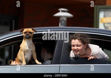 Ziggy, un Jack Pug, avec Layla Boyce (11), regarde la fenêtre de sa voiture de propriétaire qui lui a commandé un double hamburger au drive-in McDonald's dans le centre commercial Artane Castle alors que McDonald's a rouvert six de ses restaurants à Dublin mais seulement en voiture. Banque D'Images