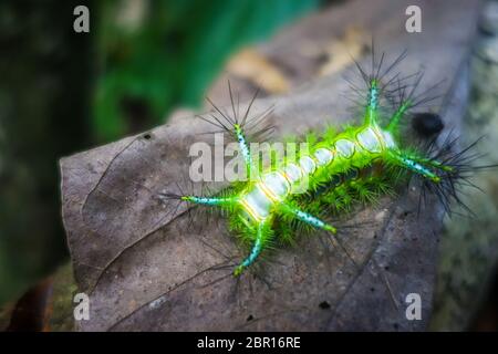 Picotements Slug Caterpillar dans le parc national de Taman Negara, Malaisie Banque D'Images