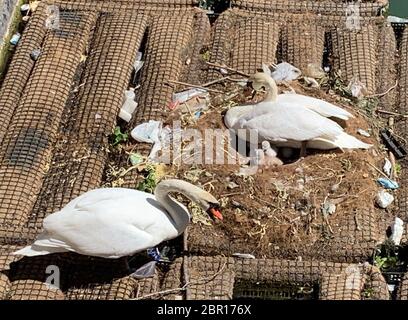 20 mai 2020, France, Paris : la paire de cygnes Odette et Siegfried reproduisant sur le canal de l'Ourcq. Chaque jour, le spectacle naturel attire des dizaines de personnes. Le couple a été en train de se reproduire dans un nid sur une sorte de radeau depuis plusieurs semaines maintenant - sur 20.05.2020 deux petits cygnes de bébé ont sorti du nid. Odette et Siegfried ont encore environ cinq oeufs à éclore - selon le journal 'le parisien', un résident local les aurait baptisés en référence au ballet Swan Lake. Ils font leur travail à tour de rôle. (À dpa 'Odette et Siegfried - couple de Swan de couvaison enthousiaste à Paris') photo Banque D'Images