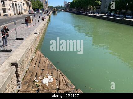 20 mai 2020, France, Paris : la paire de cygnes Odette et Siegfried reproduisant sur le canal de l'Ourcq. Chaque jour, le spectacle naturel attire des dizaines de personnes. Le couple a été en train de se reproduire dans un nid sur une sorte de radeau depuis plusieurs semaines maintenant - sur 20.05.2020 deux petits cygnes de bébé ont sorti du nid. Odette et Siegfried ont encore environ cinq oeufs à éclore - selon le journal 'le parisien', un résident local les aurait baptisés en référence au ballet Swan Lake. Ils font leur travail à tour de rôle. (À dpa 'Odette et Siegfried - couple de Swan de couvaison enthousiaste à Paris') photo Banque D'Images