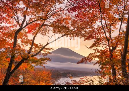 Mt. Fuji, Japon vue depuis le lac Yamanaka avec le feuillage d'automne au crépuscule. Banque D'Images