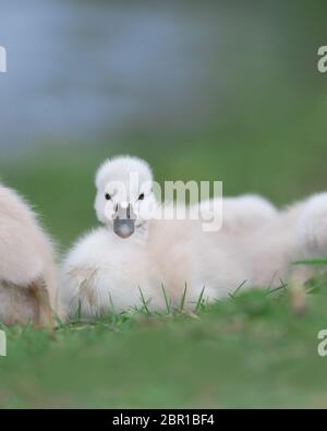 Bébé cygnet muet cygne assis sur l'herbe verte Banque D'Images