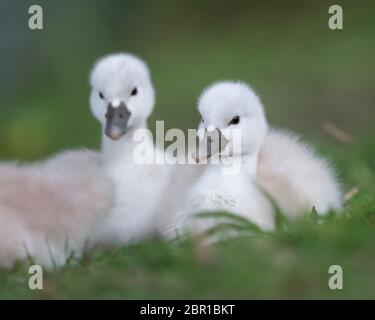 Paire de cygnes nouveau-nés muets bermuets assis dans l'herbe verte Banque D'Images