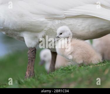 Nouveau-né cygne, ou cygnet, sous la protection de la mère cygne (stylo) Banque D'Images