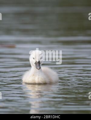 Nouveau-né bébé muet cygnet sur le lac Katherine à Palos Heights, Illinois. Ce bébé cygne a 8 jours. Banque D'Images