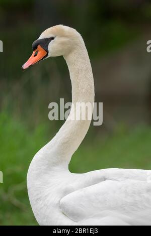 Couper le portrait du profil de cygne sur fond vert Banque D'Images