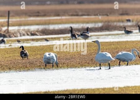 Les cygnes chanteurs dans l'alimentation en partie champ neigeux. Banque D'Images