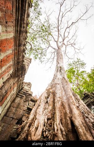 Arbre de coton en soie poussant sur les ruines du temple de Ta Prohm. Angkor, site du patrimoine mondial de l'UNESCO, province de Siem Reap, Cambodge, Asie du Sud-est Banque D'Images