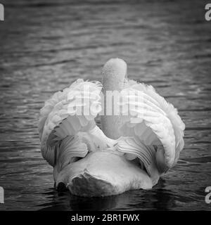 Couper le son du cygne (Cygnus olor) dans l'affichage de menace de derrière Banque D'Images
