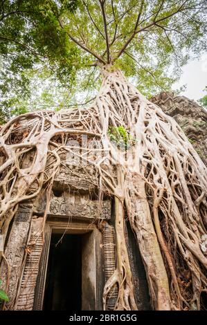 Les ruines antiques du temple enveloppées dans des racines géantes de figue à étrangleur. Temple TA Prohm. Angkor, province de Siem Reap, Cambodge, Asie du Sud-est Banque D'Images