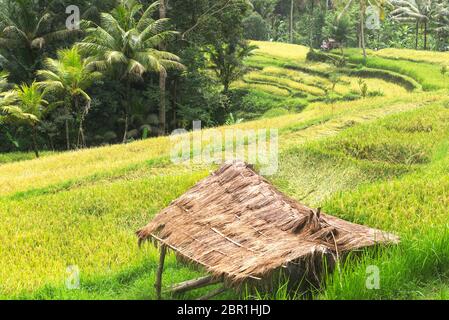 belles terrasses de riz à bali Banque D'Images